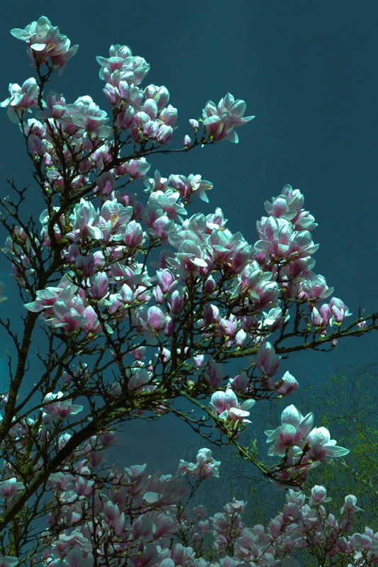 Berit Uhlhorn | Flora Insomnia