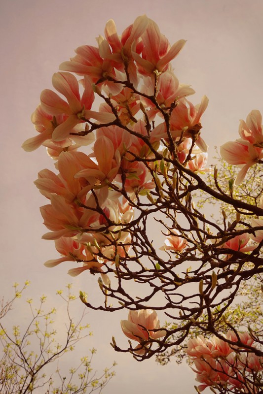 Berit Uhlhorn | Flora Insomnia